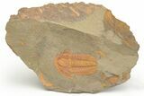 Cambrian Trilobite (Hamatolenus) - Pos/Neg Split #222419-3